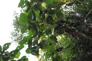 茂密丛林中的繁茂绿叶