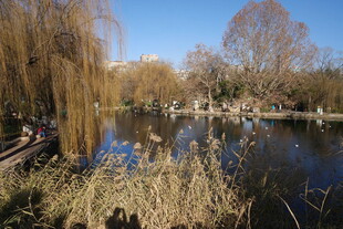 冬日湖畔萧瑟景致