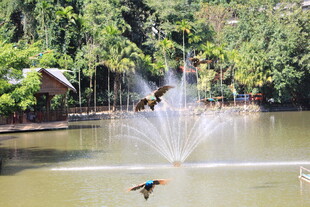 湖畔喷泉旁的翠鸟