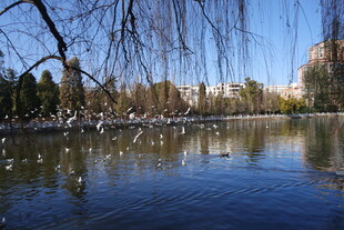 湖畔垂柳下的宁静水域