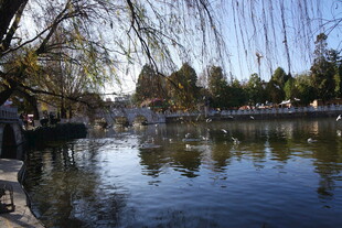 湖畔垂柳映碧水