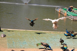 湖边人群与飞翔的鸟儿