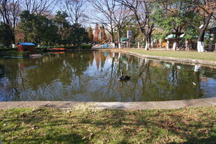 公园宁静池塘景观