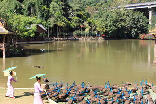 湖畔古装女子与鸬鹚场景