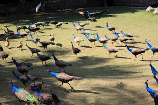 群孔雀在草地上漫步