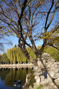 秋日湖畔老树风景