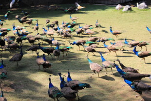 群孔雀聚集在开阔场地