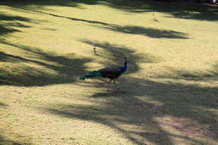 阳光下漫步的美丽孔雀