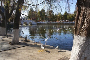 湖畔春景 鸟儿嬉戏