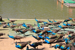 一群孔雀聚集在水边