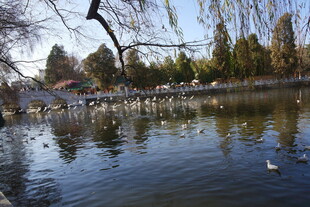 湖畔春景 群鸭悠游