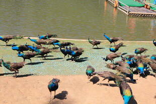 岸边聚集的多彩孔雀群