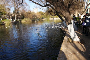 河畔冬日景 野鸭嬉戏处