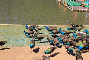 一群孔雀聚集在水边