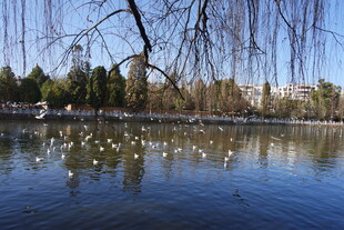 湖畔柳下群鸟嬉戏