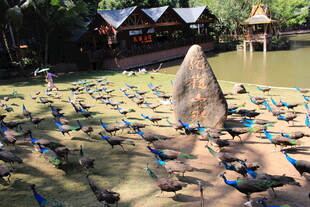 户外瑜伽活动场景