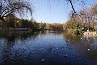 湖畔冬日景 野鸭悠游时