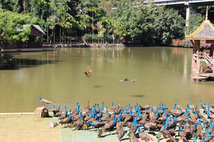 湖畔蓝鸟聚集景观