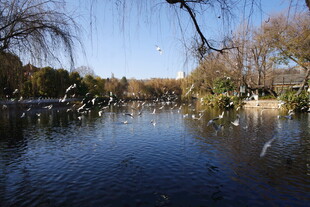 湖畔飞鸟戏水的自然景致