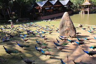 群鸟聚集的户外场景