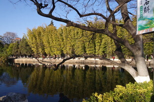 湖畔绿树成荫的美丽景致