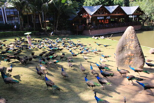 群孔雀聚集的美丽场景