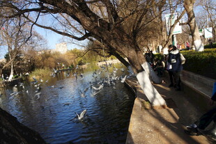 河畔冬日景 树木映水中