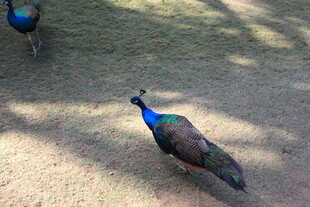 两只孔雀漫步于地面