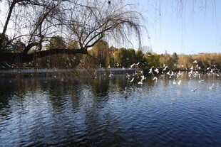 湖畔冬景 群鸟嬉戏