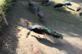 草地上漫步的美丽孔雀