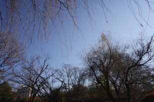 蓝天映衬下的树木景致