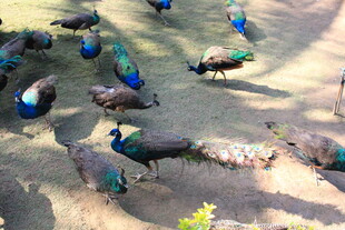 群孔雀于户外地面休憩