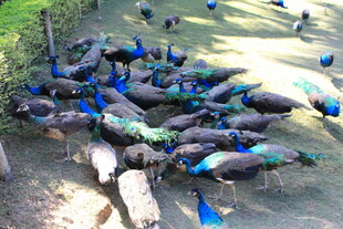 一群野猪在户外觅食