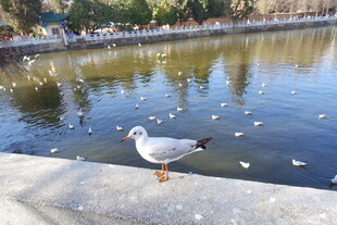 湖畔单只海鸥静立