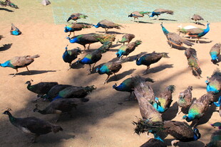 沙滩上的多彩孔雀群