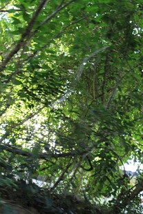 茂密绿荫下的自然景象