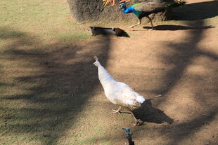 草地上的白孔雀