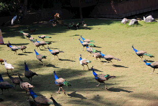 草地上的多彩孔雀群