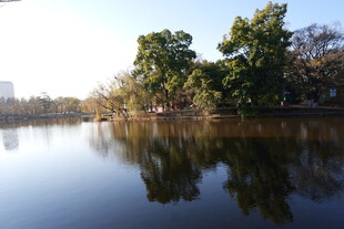 湖畔绿树倒影美景