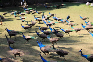 群孔雀漫步草地