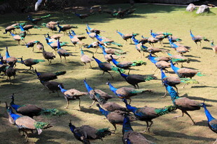 群孔雀在草地漫步