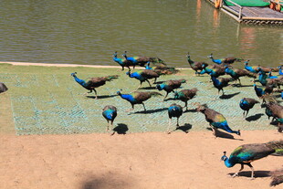 一群孔雀在水边休憩