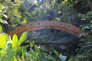 森林中的拱形红桥