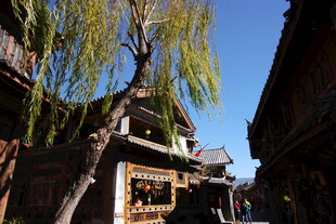 古巷垂柳下的中式建筑