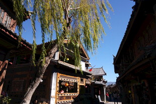 古巷垂柳下的中式传统建筑