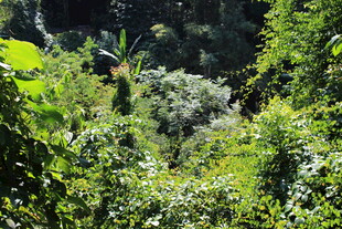 茂密丛林绿意盎然