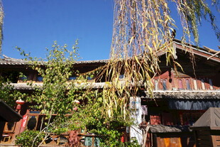 古雅庭院垂柳相伴景致