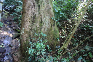 山林中粗壮的树干与绿植