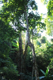 茂密丛林中的高大树木
