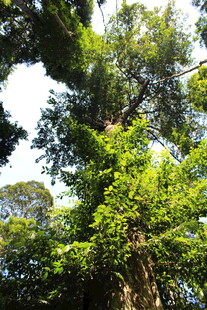 繁茂森林中的高大绿植